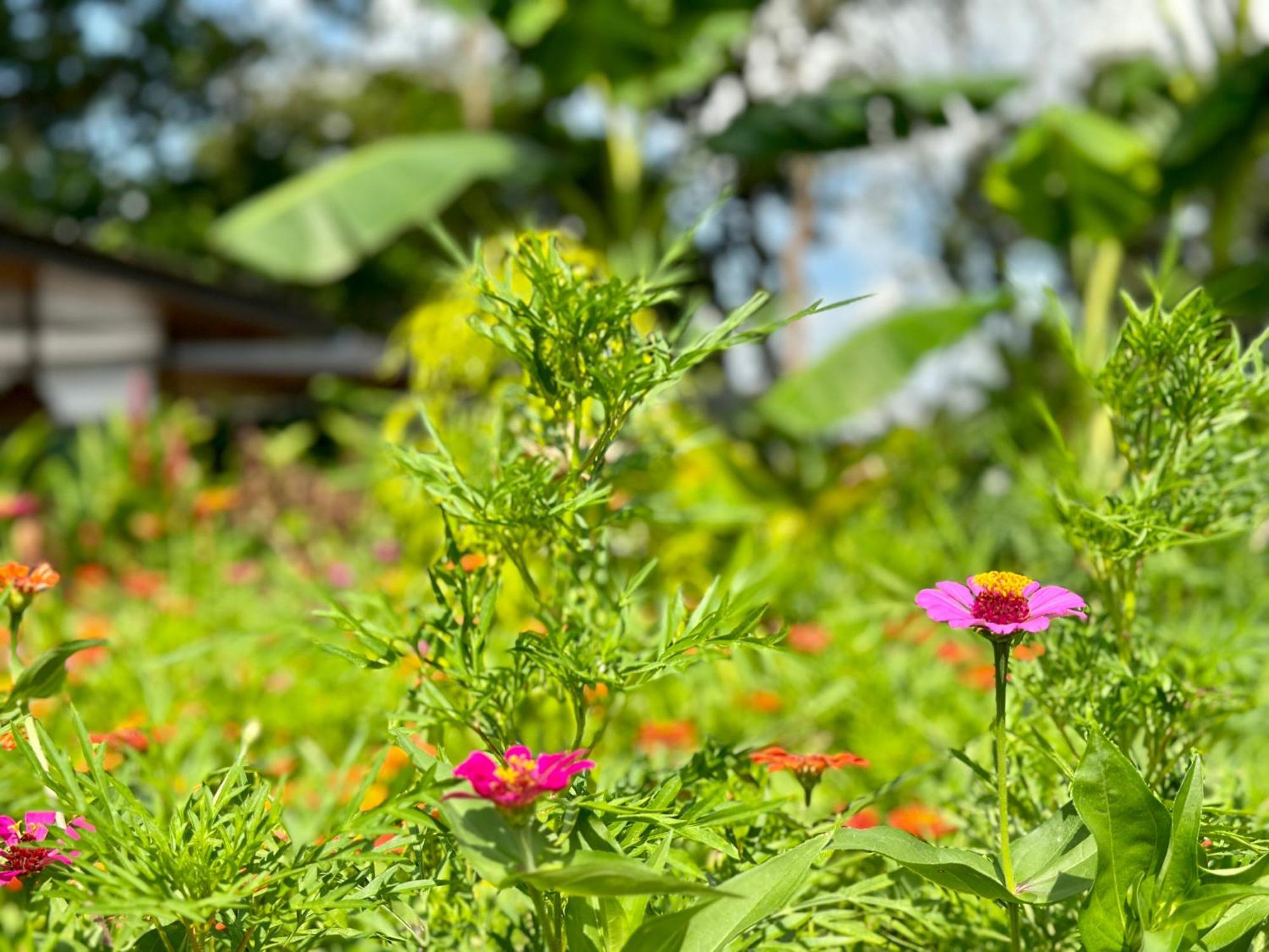 Almendros Eco-Villas La Fortuna المظهر الخارجي الصورة